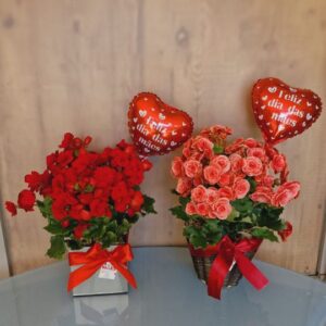 Begônias, flor que toda mãe ama
