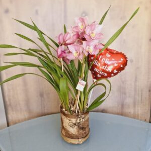 Orquídea Cymbidium Rosa