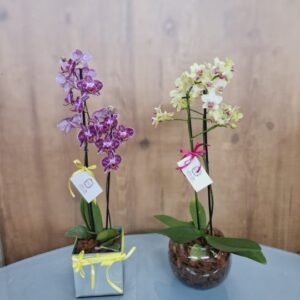 Arranjos Orquídeas