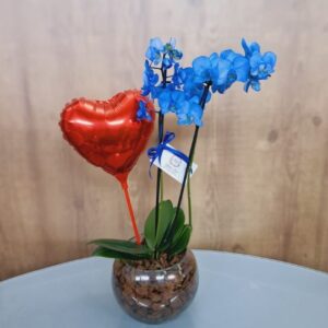 Orquídea Azul com balão coração