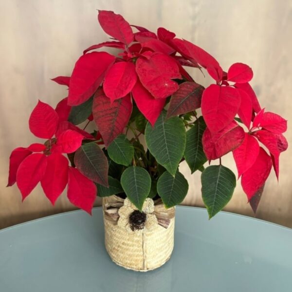 Flor de Natal Grande - Vaso Artesanal (2)