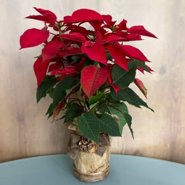 Flor de Natal Grande - Vaso Artesanal