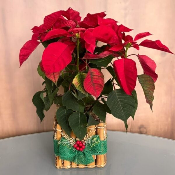 Flor de Natal Grande - Vaso Decorado