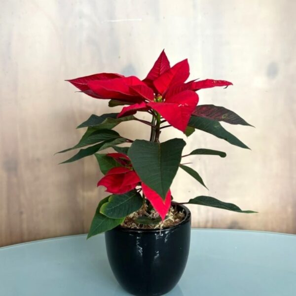 Flor de Natal Média - Vaso de Cerâmica Preto