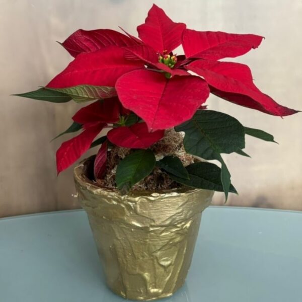 Flor de Natal Pequena - Vaso Cerâmica Dourado